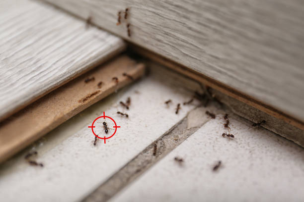 Best Affordable Pest Control Services  in White Meadow Lake, NJ
