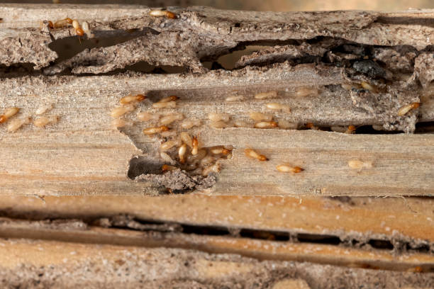 Trusted White Meadow Lake, NJ Pest Control Experts